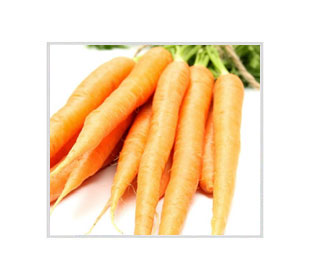 Логотип Морковь