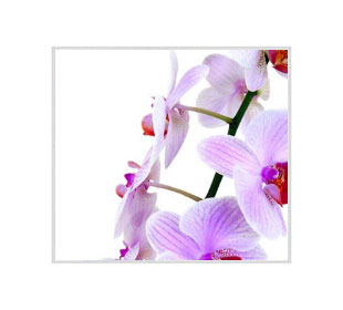Логотип Орхидеи