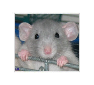 Логотип Крысы