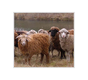 Логотип Овцы