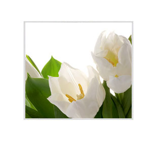 Логотип Тюльпаны
