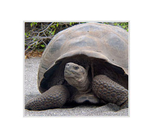 Логотип Черепахи