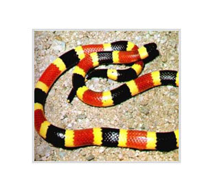 Логотип Змеи