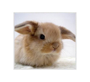 Логотип Кролики